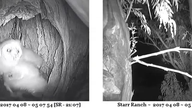Smaller owlet gets prey #4 in the end, but too big - Audubon Starr Ranch Barn Owls смотреть онлайн