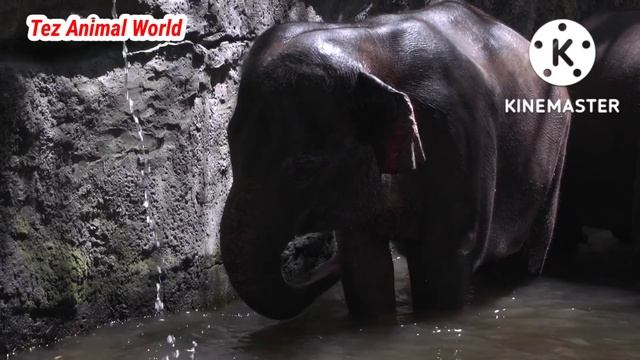Lions are Killed by Their Prey - Lions Receives Fierce Attacks From The Buffalo Herd, Crocodile смотреть онлайн