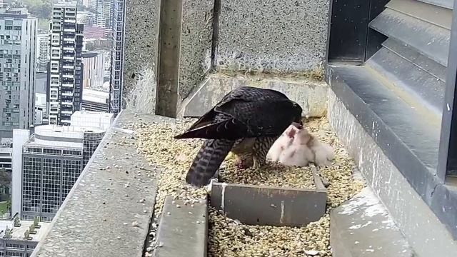 367 Collins Falcons~Female in with prey! Feeding four bobble heads~11:30 a.m. 2022/10/04 смотреть онлайн