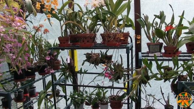 A Look at the Vote - The Orchids to Go Into The virtual Competition смотреть онлайн