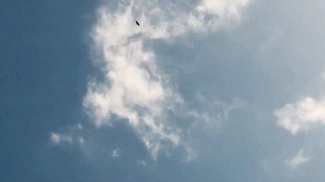 Bird of Prey with zoom and filmic effect смотреть онлайн