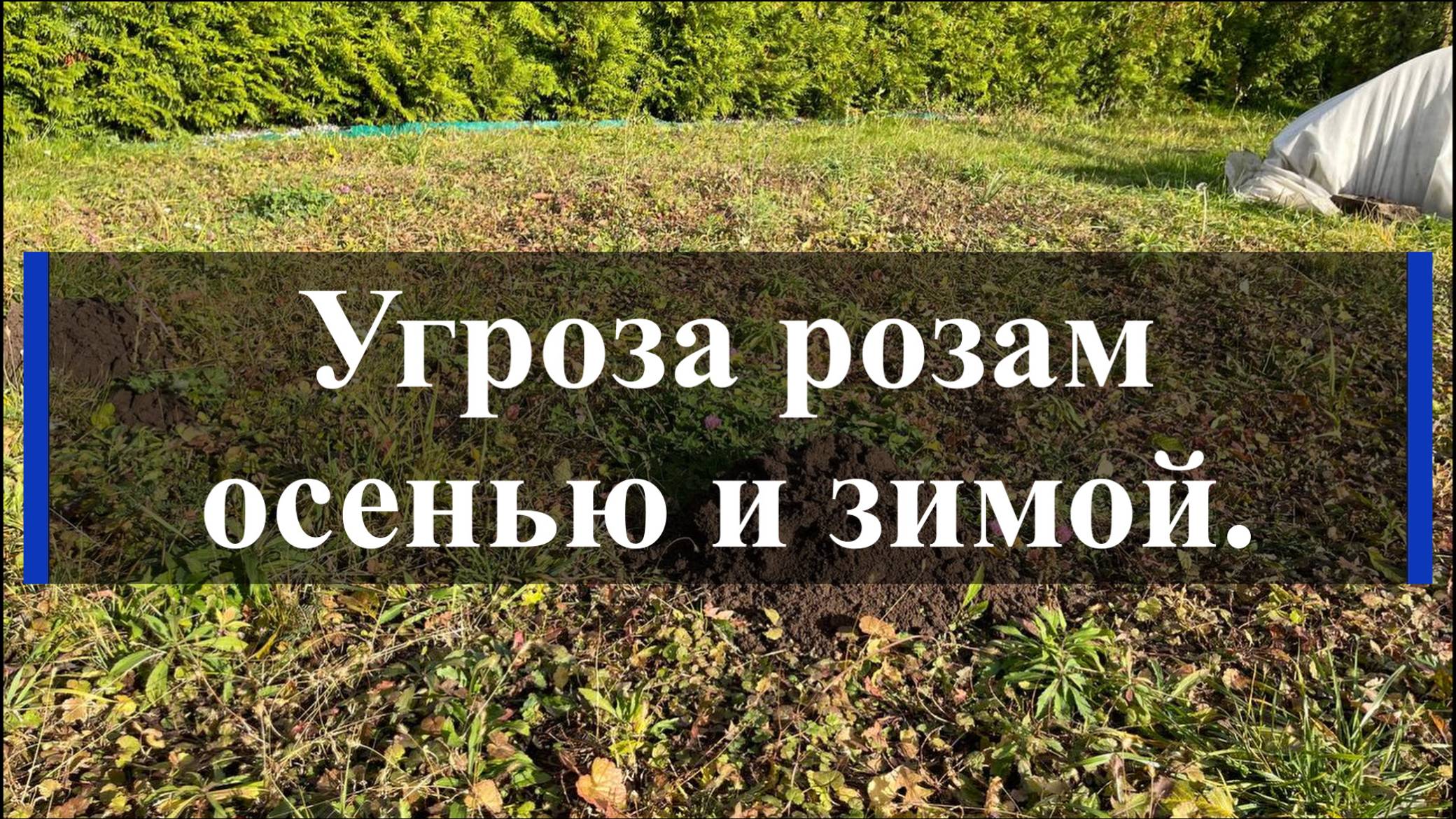 Угроза розам осенью и зимой. смотреть онлайн