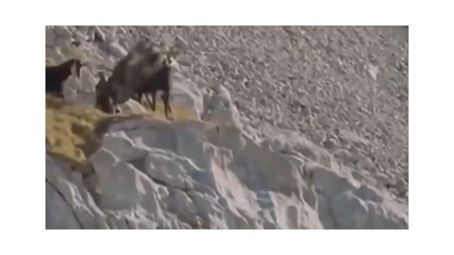Eagle, the King of Birds, hunting down their prey смотреть онлайн