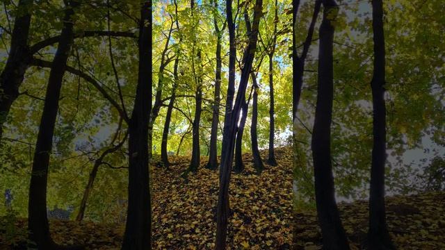 6 кадров с деревьями, октябрь 2024