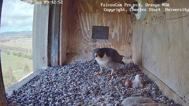 FalconCam Project~Xavier brings prey! Di took it, Dad covers his baby ~9:41 a.m. 2022/10/02 смотреть онлайн
