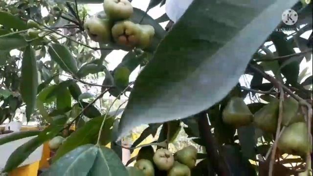 Thailand variety water apple of my roof garden смотреть онлайн