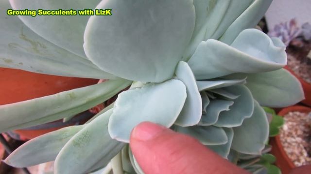 Organic Mealybug Spray (NOT what you think) | VLOG #68 Succulents & Coffee with Liz смотреть онлайн