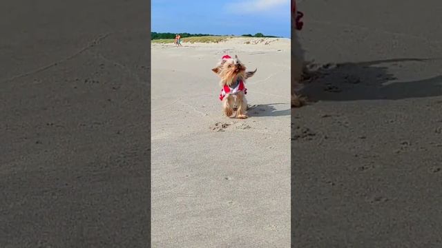 Knit a summer sundress (dress) for dogs by crochet | Вяжем летний сарафан (платье) для собак крючком смотреть онлайн