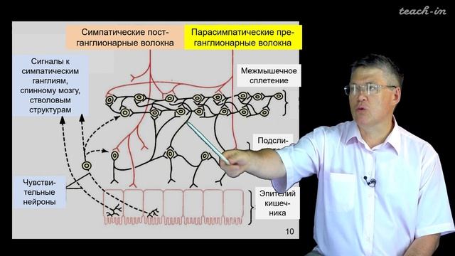 Дубынин В. А. - 100 часов школьной биологии - 1.17. Вегетативная нервная система