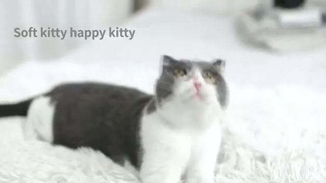 Pawzyy Cat Toys Retractable Interactive Teaser Wand смотреть онлайн