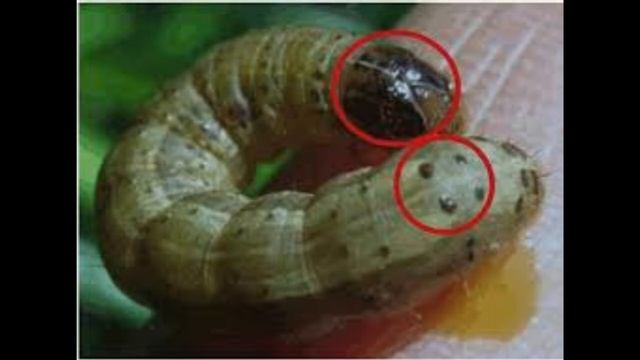 How to Control Fall Armyworm, मकैमा लाग्ने अमेरिकन फौजीकीराको रोकथाम смотреть онлайн