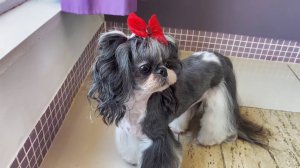 Стрижка для ши-тцу в азиатском стиле