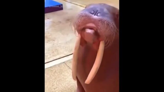 Videos that I showed to my grandparents смотреть онлайн