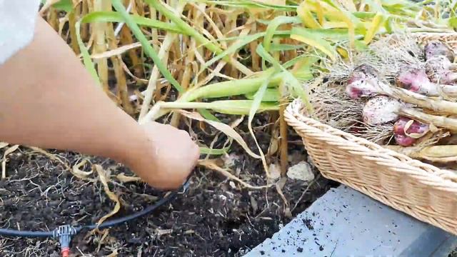 Harvesting Enough Garlic To Last a Full Year - Grow Your Own - Small Garden - Gardening Tips смотреть онлайн