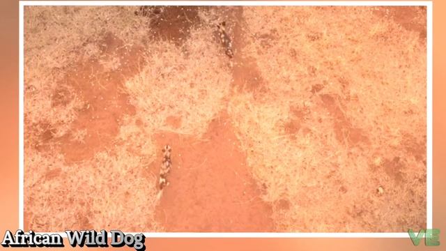 Aftican Wild Dog - Encyclopedia смотреть онлайн