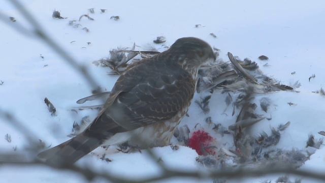 Sharp-shinned Hawk in NJ - Consuming Prey - (Part 2) смотреть онлайн