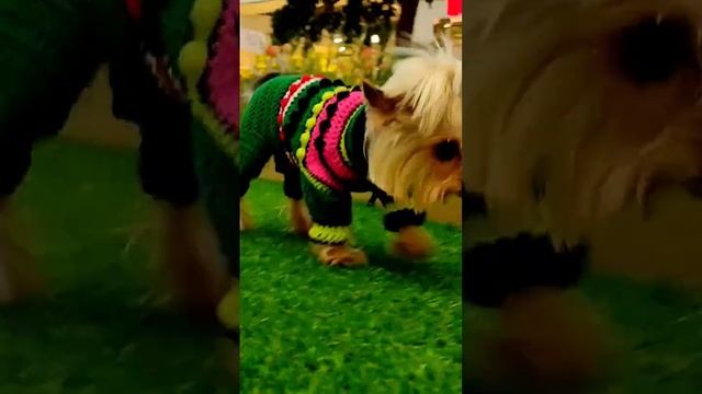 Комбинезон для Йорка - Скоро мастер класс по вязанию крючком смотреть онлайн