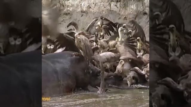 Vulture Eat Dead Crocodile | The prey is killed by its own herd смотреть онлайн