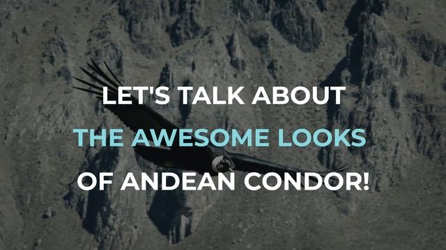 Andean Condor - The Strongest Vulture on Earth смотреть онлайн