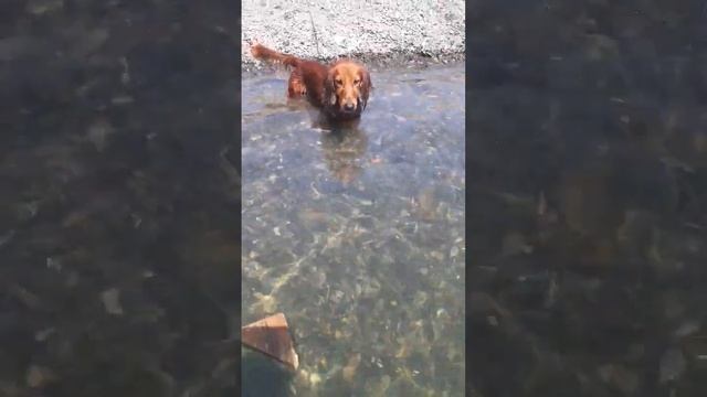 плавающая такса смотреть онлайн