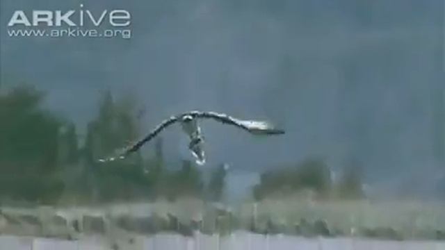 the falcon attack on prey смотреть онлайн