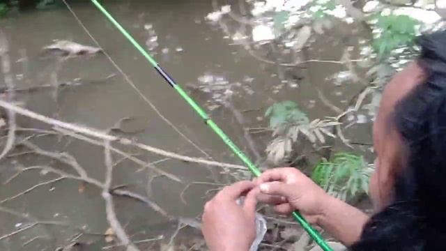 BAWA PULANG BABY GREEN MARRULIUS KALTARA spot gak ada habisnya//plung nyut смотреть онлайн