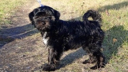 Щенки Тибетского терьера смотреть онлайн