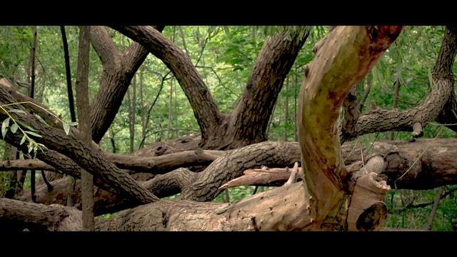 Cinematic Short Film [Let it go, Nothing lasts forever] written & filmed by Yujean Son смотреть онлайн