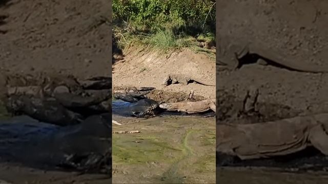 KOMODO ATTACK A BUFFALO I!!! смотреть онлайн