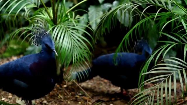 Amazon jungle wildlife animal videos 4k jungle animal bird video tropical Bird in the forest смотреть онлайн
