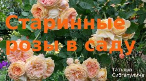 Старинные розы в моем саду