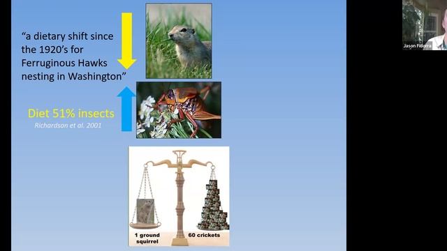 Jason Fidorra: "Washington's Ferruginous Hawks: Status and Ecology" (WOS Monthly Mtg, Feb 6, 2023) смотреть онлайн