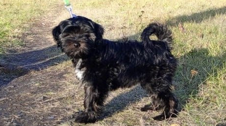 Щенки Тибетского терьера смотреть онлайн