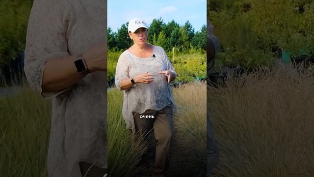 ТОП 5 ЗЛАКОВ для вашего сада смотреть онлайн