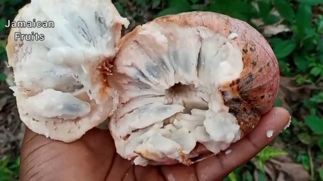 Jamaican Fruits || Amazing Benefits of Custard Apple #Jamaica60 смотреть онлайн