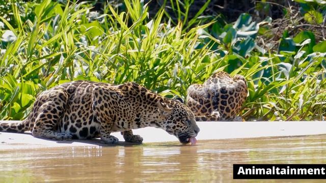 Tiger vs Jaguar: Tiger vs Jaguar who would win смотреть онлайн