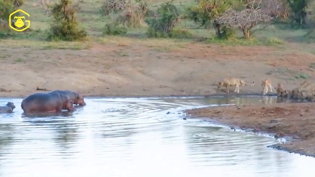 비극적이다! 버팔로 싸움 사자, 다음에는 무슨 일이 일어날까요? | 사자 싸움