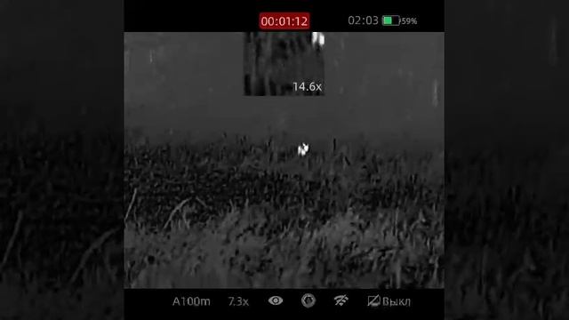 Снимаем кабанов - в работе тепловизионный прицел iRay Rico 2 RH50R смотреть онлайн