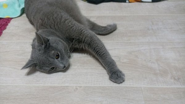 Помогите пожалуйста добить 200 цветочков https://t.me/podvalarini4028