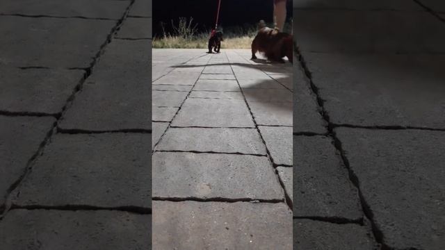 таксята смотреть онлайн