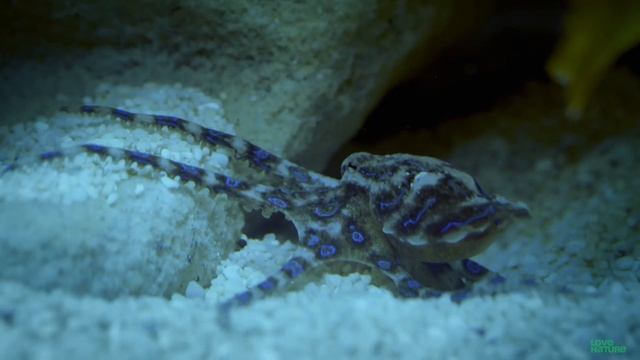 Octopus Vs. Crab Battle