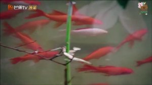 Принцесса короля Лань Лин 1 сезон 14 серия