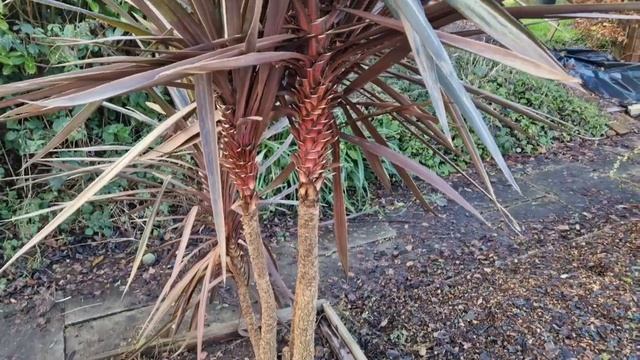 How to identify if your Cordyline stem and crown have irreversible cold damage. смотреть онлайн