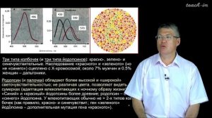 Дубынин В. А. - 100 часов школьной биологии - 1.20 Зрительная чувствительность