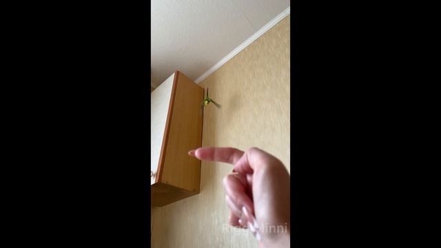 Бесстрашный акробат волнистый попугай Антошка 💚 смотреть онлайн