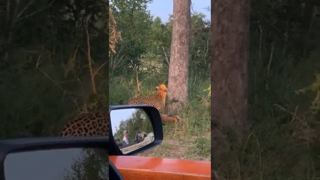 Liopard@ unbelievable save deer prey at tree@ of other predator@ смотреть онлайн