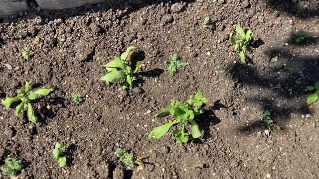 Оказалось, что Навес получается большой!!! И это Здорово! Возведение Навеса часть № 3 смотреть онлайн