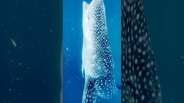 Китовые акулы Филиппины Авторские Туры Игорь Тарабин