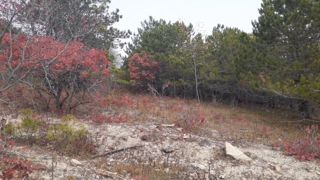 Лес как в Холодном сердце #frozen2 смотреть онлайн