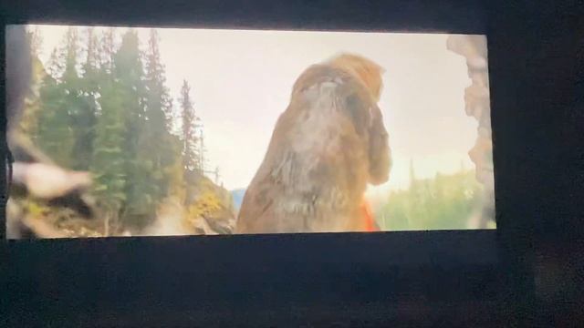 Feral Predator vs. Bear - Prey [2022] [Spoilers!] смотреть онлайн